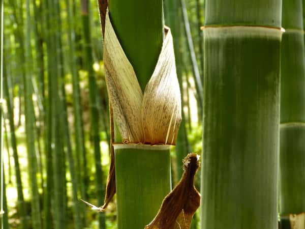 Close-up of bamboo shoots and stalks in a dense bamboo forest