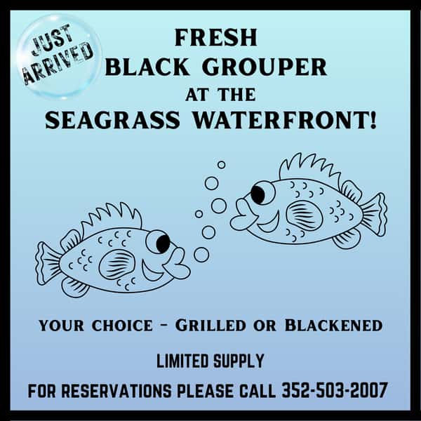 Fresh Black Grouper