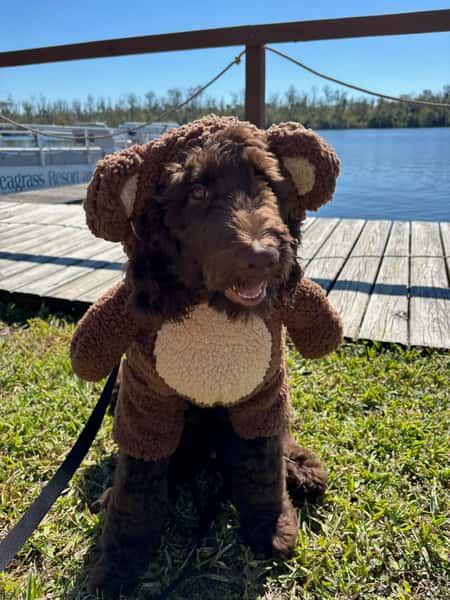 Doggie Tiki