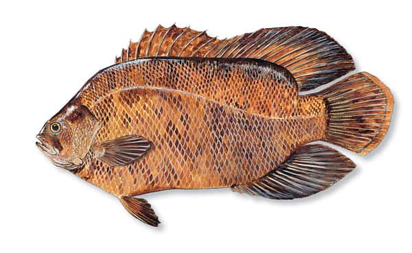 Florida Triple Tail