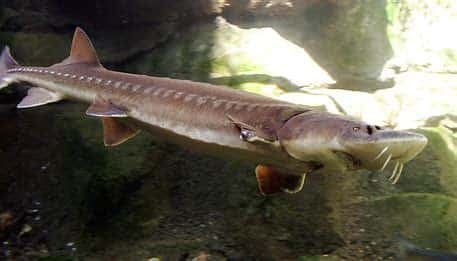 White Sturgeon