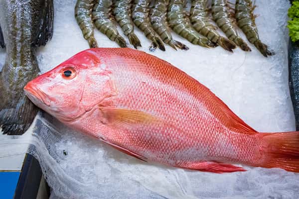 Whole Red Snapper