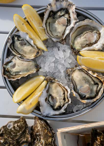 oyster