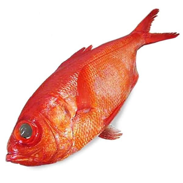 Alfonsino