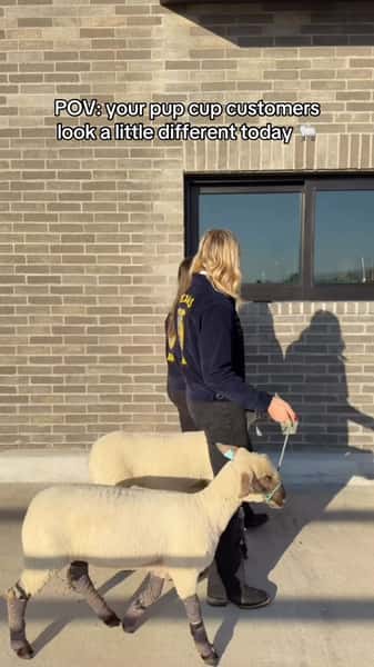 you never know who you might see in our drive thru..😂 🐑come support katy ffa TODAY! ❤️ 15% of all sales goes to the KHS FFA Booster Club!
#cowboycoast #katyhighschool #katytx #coffeeshop #coffee