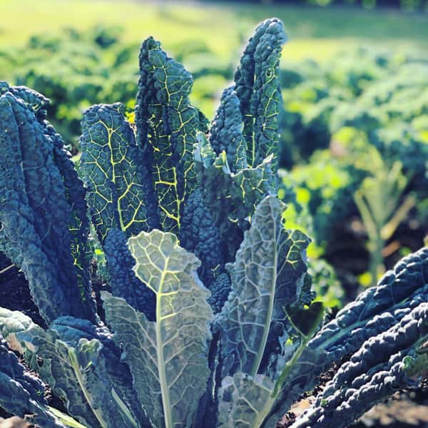 plant