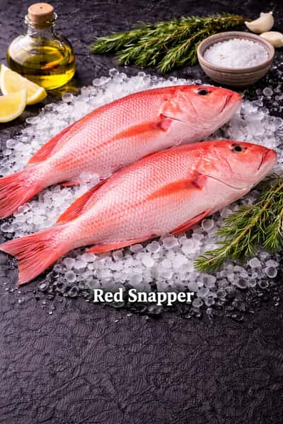 Red Snapper