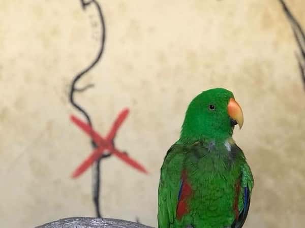 Parrot