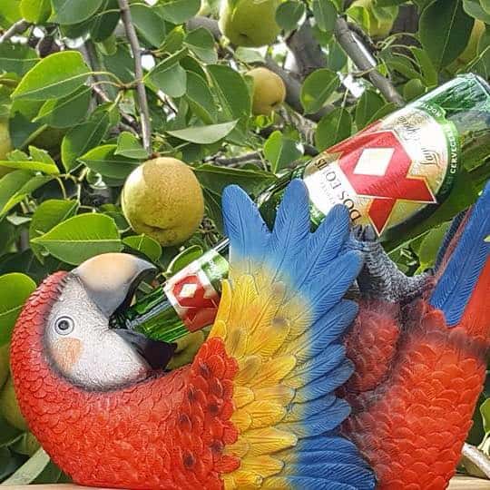 a parrot drinking a beer