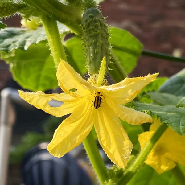 cucumber flower with bug
