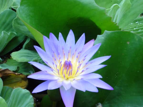 Local flora