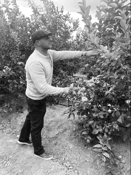 Picking Olives
