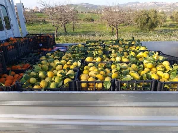 Harvested Lemons