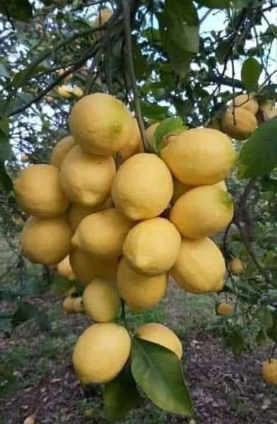 Lemon Tree