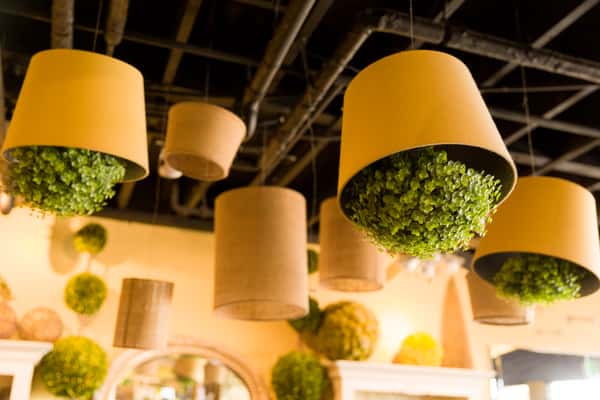 pots with plants