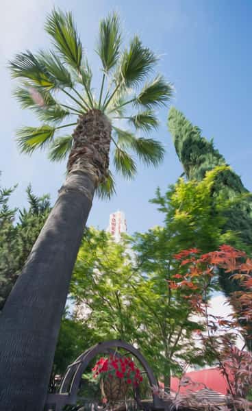Tall palm tree and vibrant foliage frame the iconic Tower Theatre spire under a bright blue sky in the Tower District.