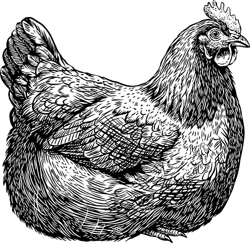 hen