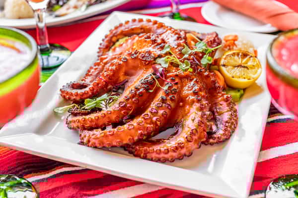 Pulpo/Octopus