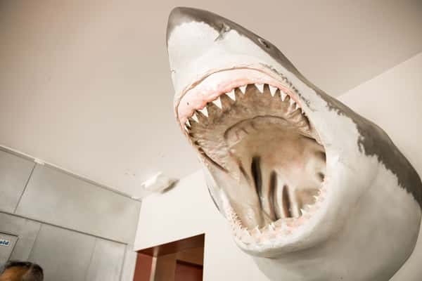 shark decor