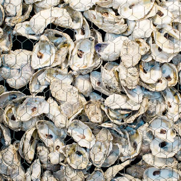 oysters