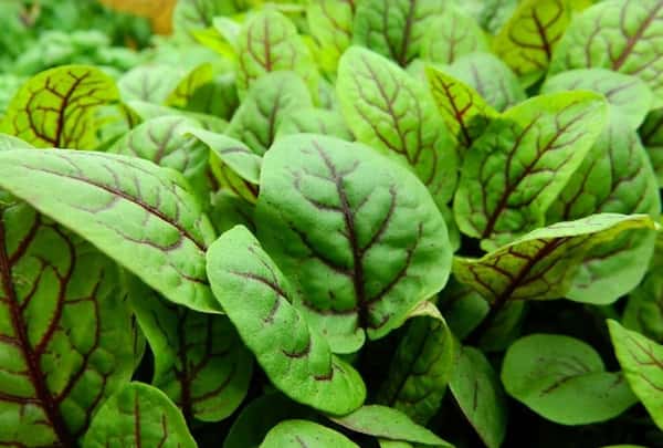 plant