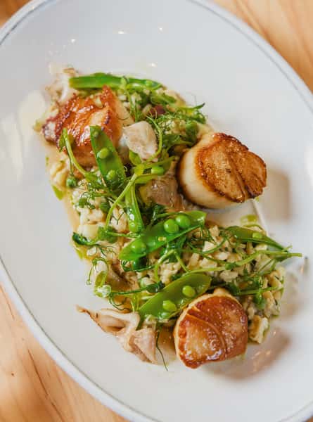 scallops