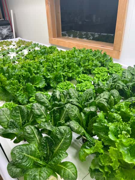 Aquaponics Lettuce grown in house