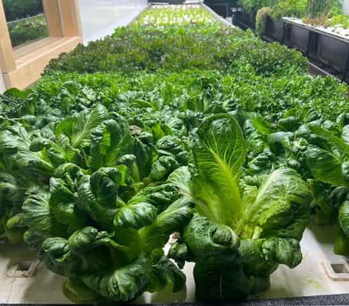 hydroponics