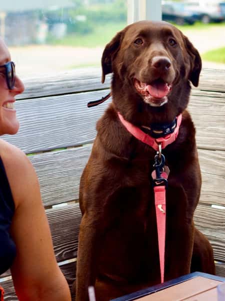 The Tiki Deck isn’t just for the humans. 🐾
Bring the whole family to Mulligan’s — four-legged members included. Grab a table outside, order dinner, and let your pup join in too.
And yes, they can have their own dinner: chicken + rice served in a frisbee!
Dinner with the family just hits better when nobody gets left behind.