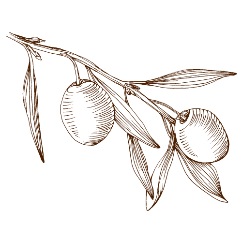 olive branch