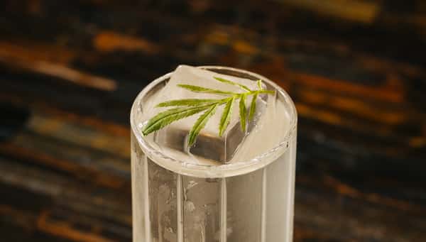 Clear cocktail in a tall glass topped with rosemary garnish.