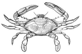 Blue crab icon
