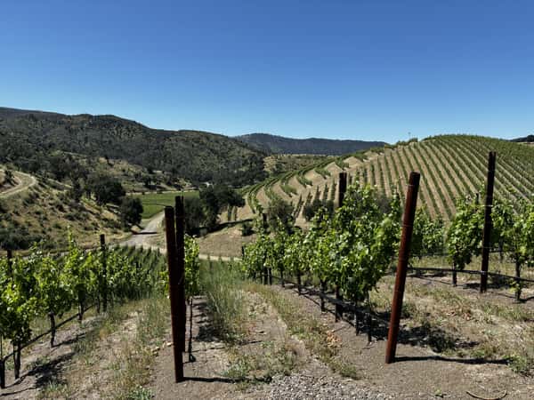 the vineyard