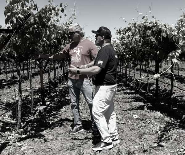 walking the vineyards