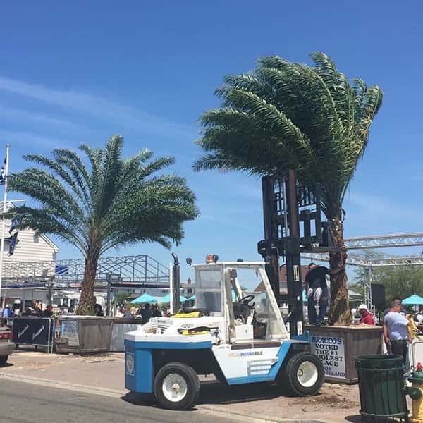 palm trees