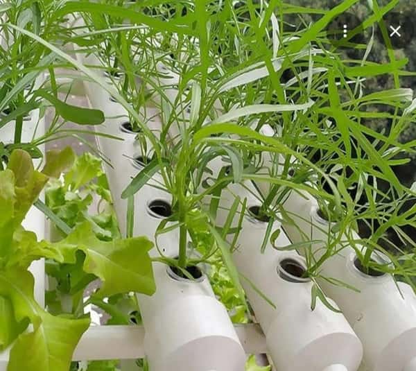 hydro plants