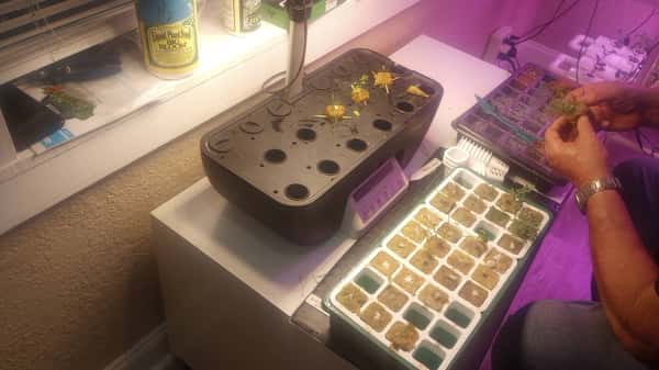 baby plantts