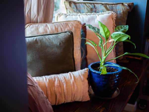 plant and pillows