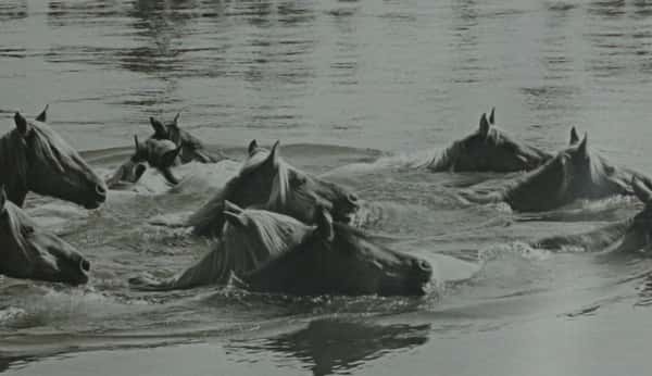 Pony Swim