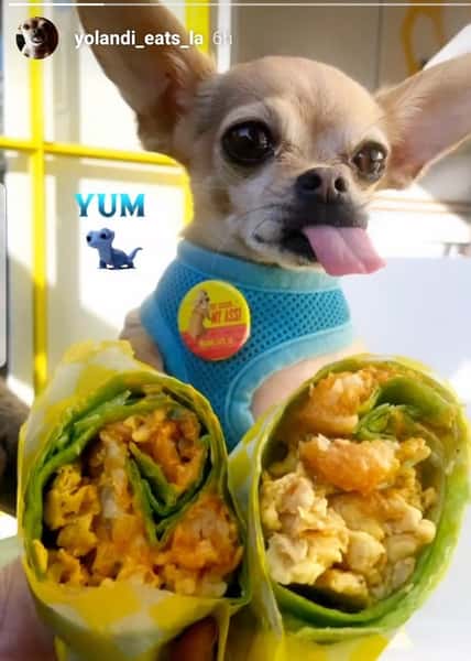 Beerito and dog