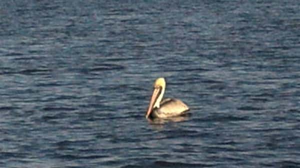 spotted in Potomac River off Cobb Island
