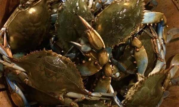 SteamedCrabsHP