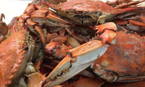 CrabsHP