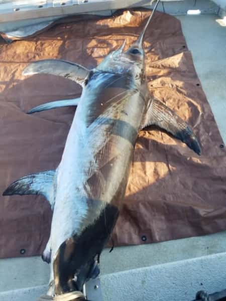 sword fish