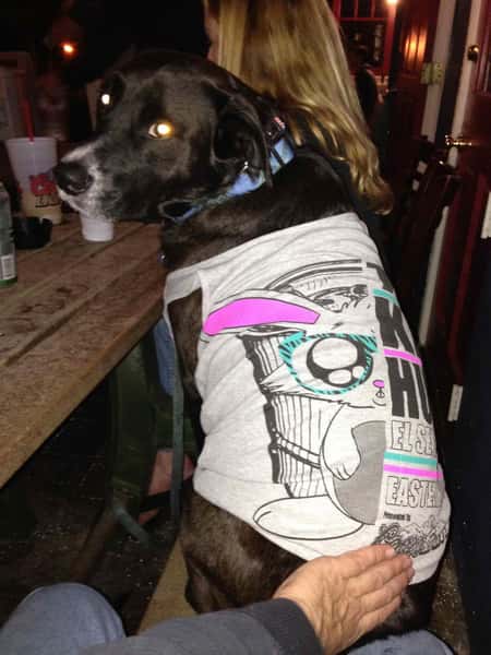 dog in shirt