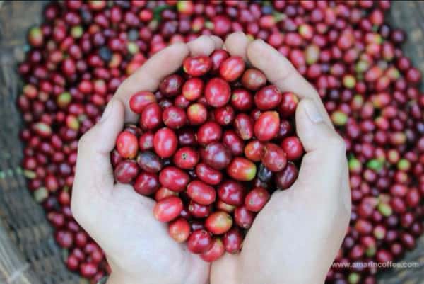 amarin coffeee1
