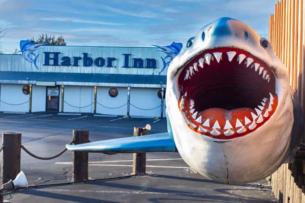 shark