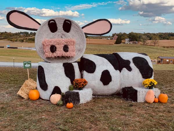 Cow made of Hay