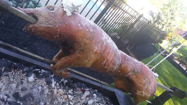 roasted pig