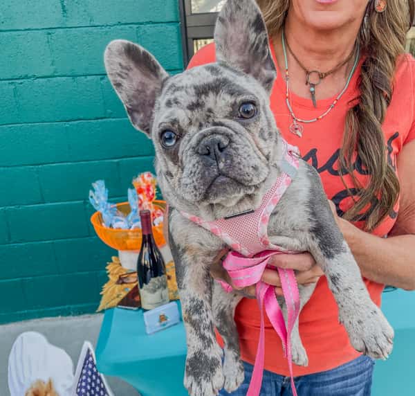 Frenchie
